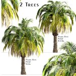مدل سه بعدی درختان نخل خرما Date Palm Trees