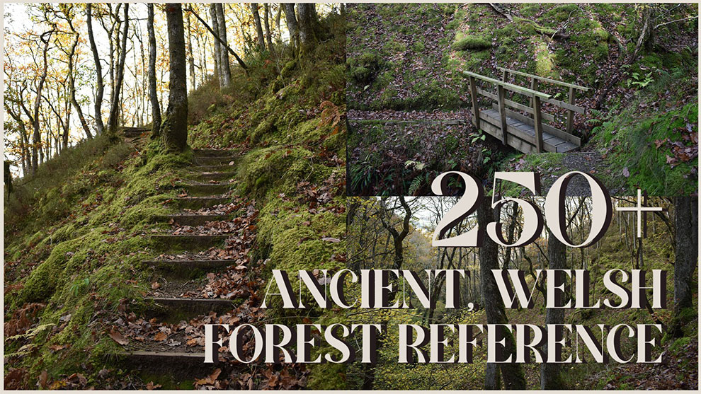 مجموعه تصاویر رفرنس محیط جنگلی ولزی Ancient Welsh Forest Images