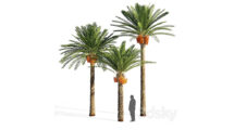 مدل سه بعدی درخت خرما Date Palm